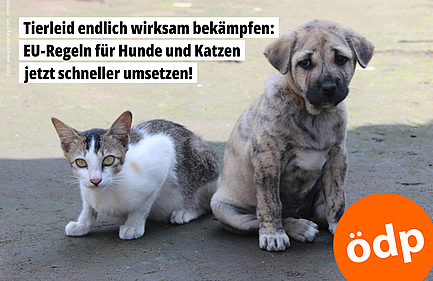 Katze und Hund